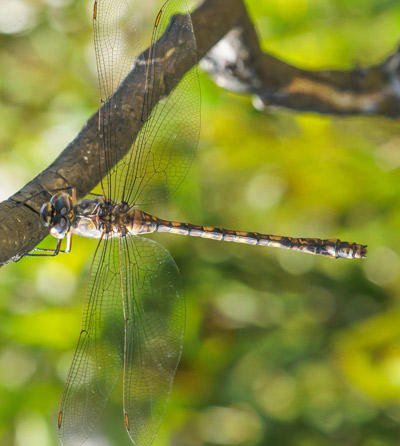 Austroaeschna subapicalis